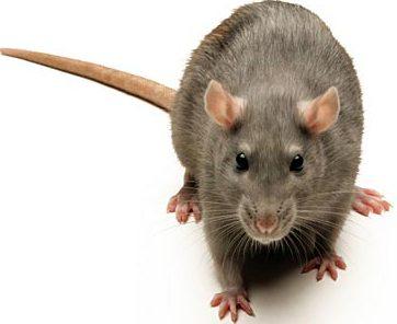 szczur-wedrowny